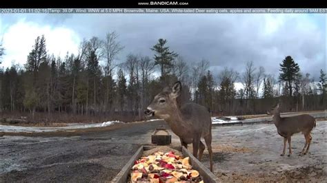 brownville food pantry for deer live|Workshop Wednesday! (finally) working on the Stug